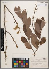 Foto von Salix cinerea L.